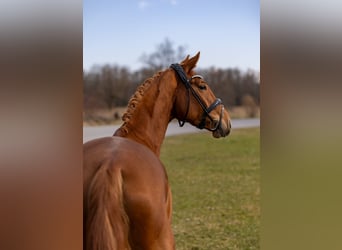 Westfaliano, Giumenta, 4 Anni, 156 cm, Sauro