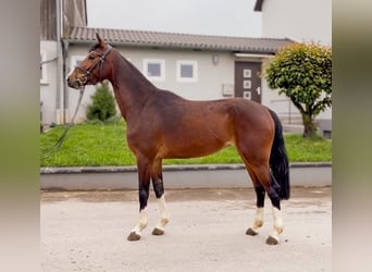 Westfaliano, Giumenta, 4 Anni, 158 cm, Baio