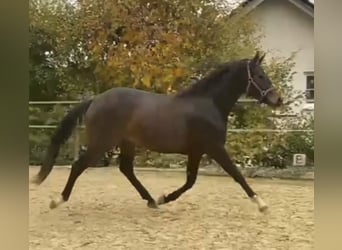 Westfaliano, Giumenta, 4 Anni, 160 cm, Baio