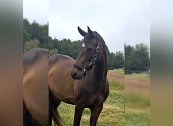 Westfaliano, Giumenta, 4 Anni, 160 cm, Baio