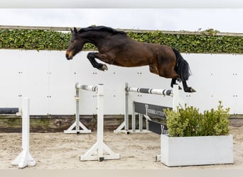Westfaliano, Giumenta, 4 Anni, 160 cm, Baio