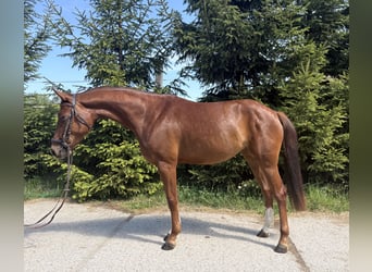 Westfaliano, Giumenta, 4 Anni, 160 cm, Sauro scuro