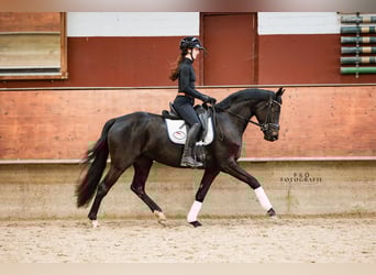 Westfaliano, Giumenta, 4 Anni, 161 cm, Baio nero