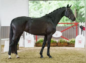 Westfaliano, Giumenta, 4 Anni, 161 cm, Baio nero