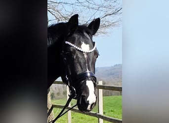 Westfaliano, Giumenta, 4 Anni, 161 cm, Morello