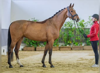 Westfaliano, Giumenta, 4 Anni, 162 cm, Baio