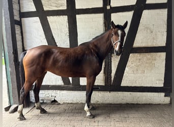 Westfaliano, Giumenta, 4 Anni, 162 cm, Baio