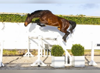 Westfaliano, Giumenta, 4 Anni, 162 cm, Baio