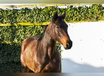 Westfaliano, Giumenta, 4 Anni, 162 cm, Baio