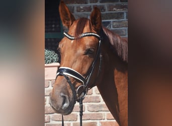 Westfaliano, Giumenta, 4 Anni, 162 cm, Sauro