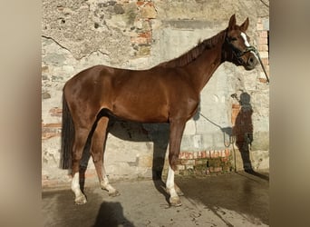 Westfaliano, Giumenta, 4 Anni, 162 cm, Sauro scuro