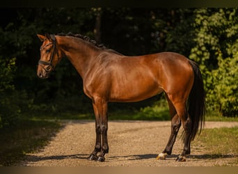 Westfaliano, Giumenta, 4 Anni, 163 cm, Baio