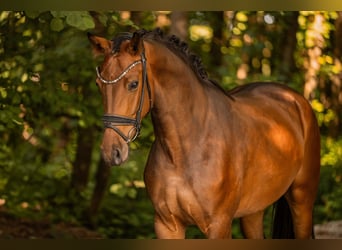 Westfaliano, Giumenta, 4 Anni, 163 cm, Baio