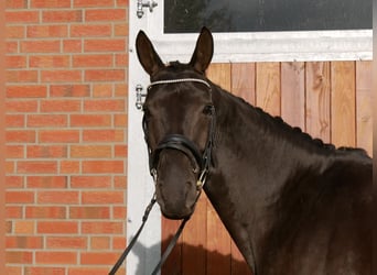 Westfaliano, Giumenta, 4 Anni, 163 cm