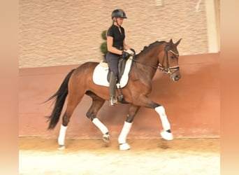 Westfaliano, Giumenta, 4 Anni, 163 cm, Falbo baio