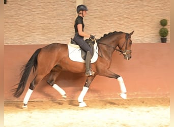 Westfaliano, Giumenta, 4 Anni, 163 cm, Falbo baio