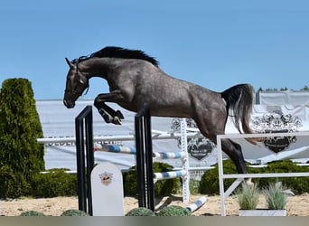 Westfaliano, Giumenta, 4 Anni, 163 cm, Grigio