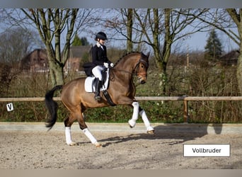 Westfaliano, Giumenta, 4 Anni, 164 cm, Baio