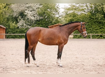 Westfaliano, Giumenta, 4 Anni, 164 cm, Baio