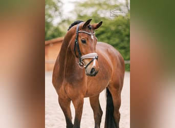 Westfaliano, Giumenta, 4 Anni, 164 cm, Baio