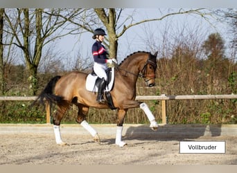Westfaliano, Giumenta, 4 Anni, 164 cm, Baio
