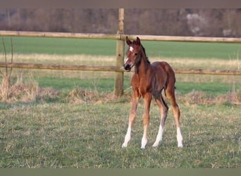 Westfaliano, Giumenta, 4 Anni, 164 cm, Baio