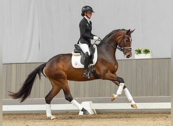 Westfaliano, Giumenta, 4 Anni, 164 cm, Baio