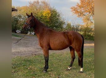 Westfaliano, Giumenta, 4 Anni, 164 cm, Baio