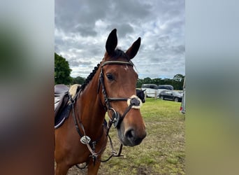 Westfaliano, Giumenta, 4 Anni, 164 cm, Baio