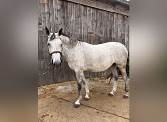 Westfaliano, Giumenta, 4 Anni, 164 cm, Grigio