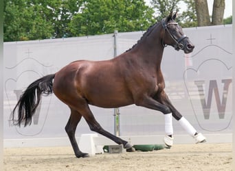 Westfaliano, Giumenta, 4 Anni, 164 cm, Morello