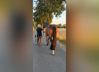 Westfaliano, Giumenta, 4 Anni, 165 cm, Baio