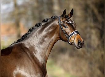 Westfaliano, Giumenta, 4 Anni, 165 cm, Baio