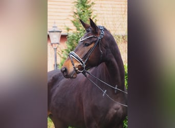 Westfaliano, Giumenta, 4 Anni, 165 cm, Baio scuro