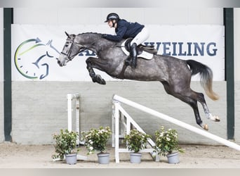 Westfaliano, Giumenta, 4 Anni, 165 cm