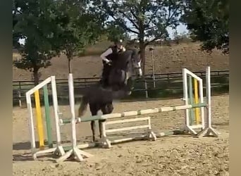 Westfaliano, Giumenta, 4 Anni, 165 cm, Grigio pezzato