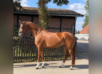 Westfaliano, Giumenta, 4 Anni, 165 cm, Sauro