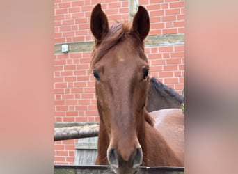 Westfaliano, Giumenta, 4 Anni, 165 cm, Sauro scuro