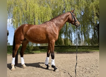 Westfaliano, Giumenta, 4 Anni, 166 cm, Baio