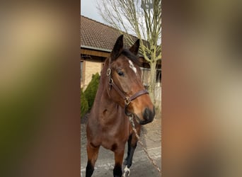 Westfaliano, Giumenta, 4 Anni, 166 cm, Baio