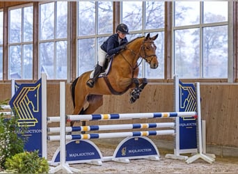 Westfaliano, Giumenta, 4 Anni, 166 cm, Baio