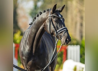 Westfaliano, Giumenta, 4 Anni, 166 cm, Baio scuro