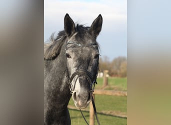 Westfaliano, Giumenta, 4 Anni, 166 cm, Grigio ferro