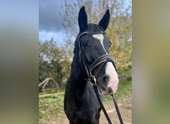 Westfaliano, Giumenta, 4 Anni, 166 cm, Morello