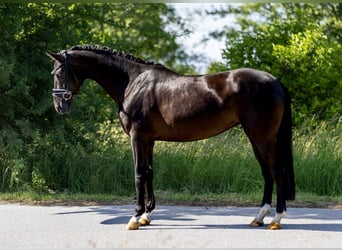 Westfaliano, Giumenta, 4 Anni, 166 cm, Morello