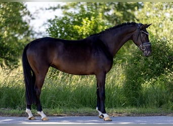 Westfaliano, Giumenta, 4 Anni, 166 cm, Morello
