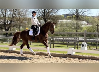 Westfaliano, Giumenta, 4 Anni, 166 cm, Sauro