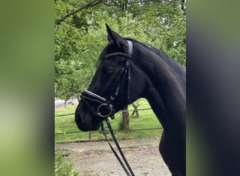 Westfaliano, Giumenta, 4 Anni, 167 cm, Baio nero