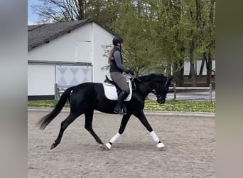 Westfaliano, Giumenta, 4 Anni, 167 cm, Baio nero