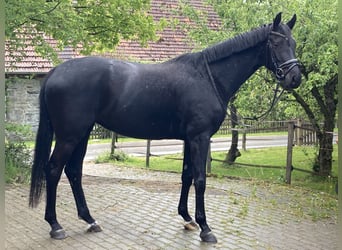 Westfaliano, Giumenta, 4 Anni, 167 cm, Baio nero